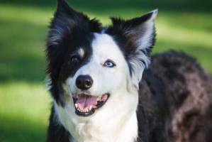 Most Beautiful Dog Breeds With Blue Eyes