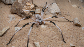 World's Biggest Spiders