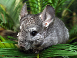 Interesting Facts about Chinchillas