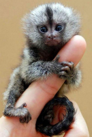 Cutest Animals That Fit Right on Your Finger