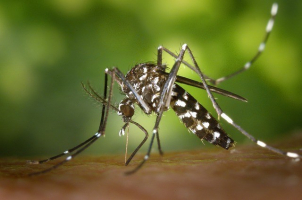 Fascinating Facts About Mosquitoes