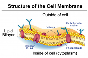 Fast Facts about the Cell Membrane
