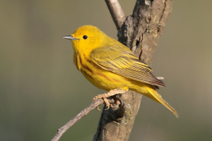 World's Beautiful Yellow Birds