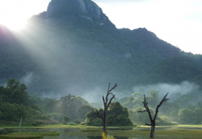 Most Beautiful Forests in Sri Lanka