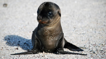 Galapagos' Most Iconic Animals