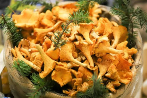 Health Benefits of Chanterelle Mushrooms