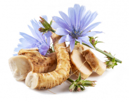 Health Benefits of Chicory and Chicory Root