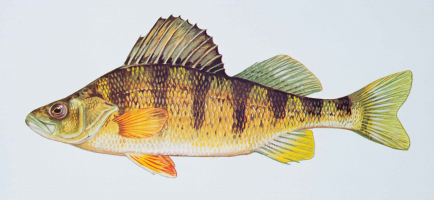 Health Benefits of Eating Perch