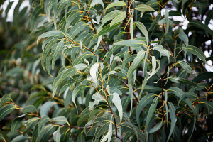 Health Benefits of Eucalyptus Leaves