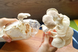 Health Benefits of Oyster Mushrooms