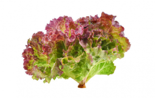 Health Benefits of Red Leaf Lettuce