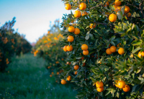 Health Benefits of Tangerines