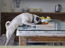 Human Foods That Can Be Fatal to Dogs