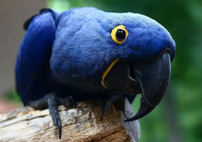 World's Most Beautiful Parrots