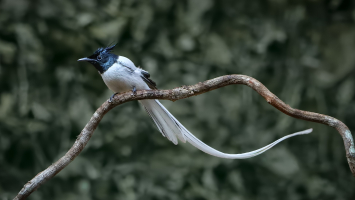 India's Most Beautiful Birds