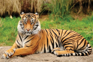 Interesting Facts about Bengal Tigers
