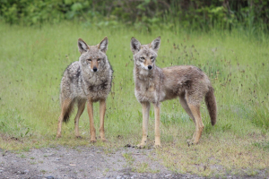 Interesting Facts about Coyotes