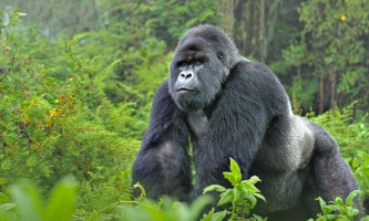 Interesting Facts about Gorillas