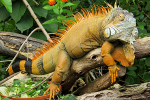 Interesting Facts about Iguanas