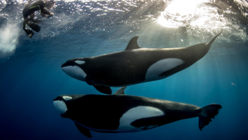 Interesting Facts about Killer Whales
