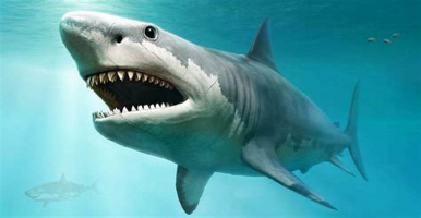 Interesting Facts about Megalodons