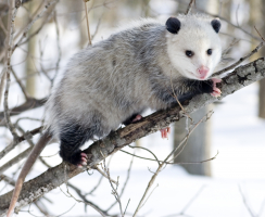 Interesting Facts about Opossums
