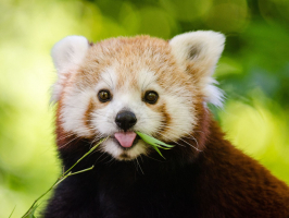Interesting Facts about Red Pandas