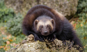 Interesting Facts about Wolverines