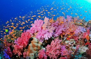 Best Dive Sites in Cuba