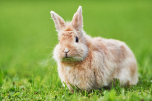 Most Affectionate Rabbit Breeds In The World
