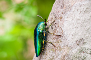 World's Most Colorful Beetles
