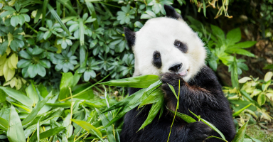 Oldest Pandas in The World