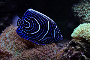 World's Most Beautiful Fish