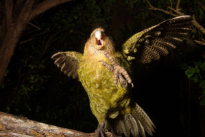 World's Iconic Birds That Can't Fly