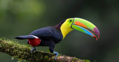 World's Most Stunningly Beautiful Birds