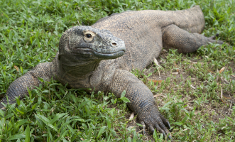 Interesting Facts about Komodo Dragons