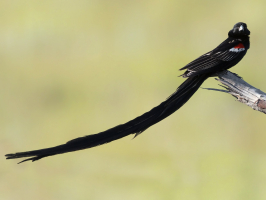 Most Amazing Birds with Long Tails