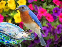 Most Beautiful Bluebirds