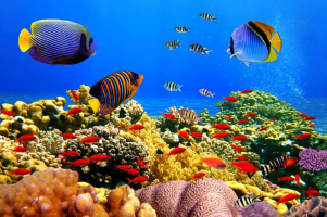 Most Beautiful Dive Sites in India