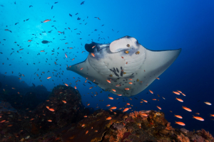 Most Beautiful Dive Sites In The Federated States Of Micronesia