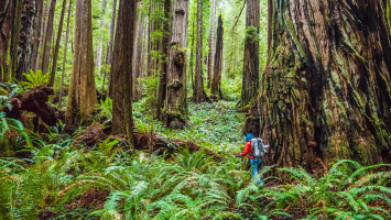 Most Beautiful Forests in California