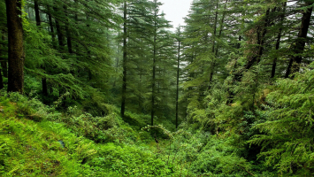 Most Beautiful Forests in India