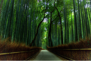 Most Beautiful Forests in Japan