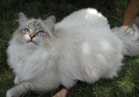 Most Beautiful Longhair Cat Breeds