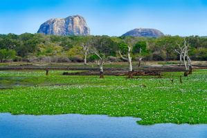 Most Beautiful National Parks in Sri Lanka