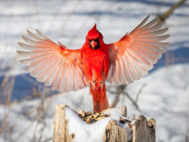 Most Beautiful Red Birds