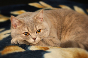 Most Beautiful Shorthair Cat Breeds