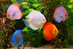Most Expensive Aquarium Fishes