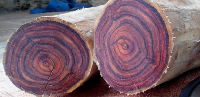 Most Expensive Wood Species