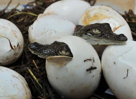 Most Interesting Animals Laying Eggs Surprising You